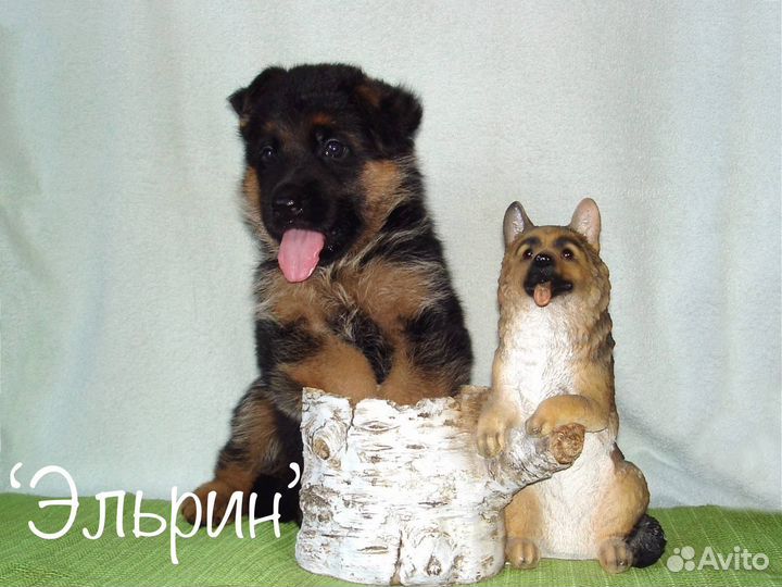 Немецкая овчарка