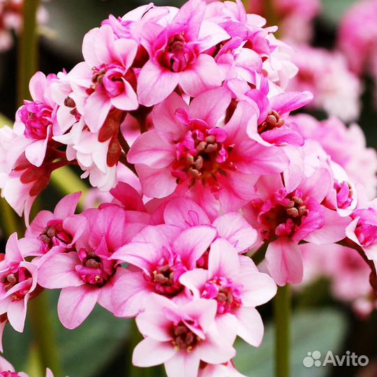 Бадан гибридный