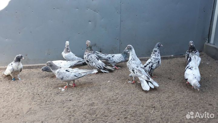 Голуби бойные