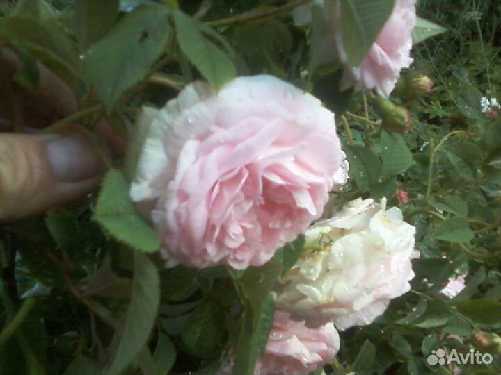 Роза морозоустойчивая