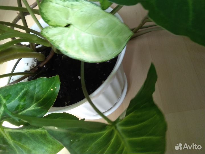 Сингониум, Сциндапсус