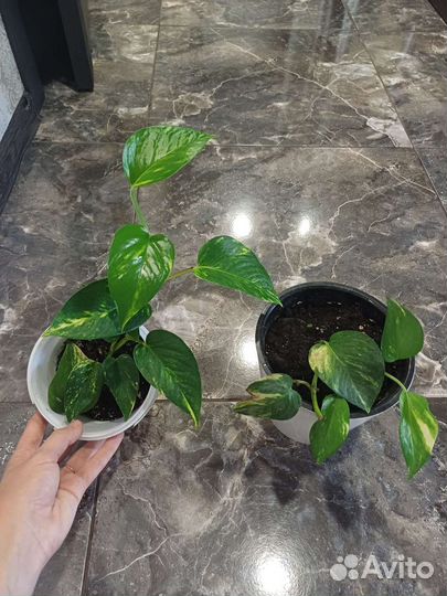 Сциндапсус. эпипремнум. Вьюн