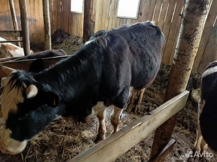 Продам бычков