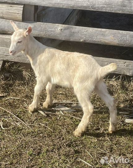 Козлик зааненский