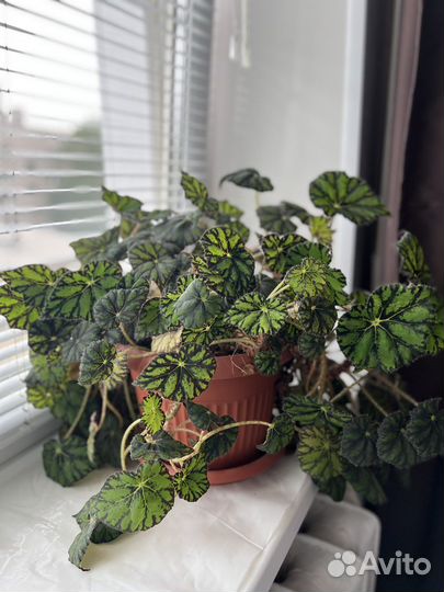 Бегония королевская