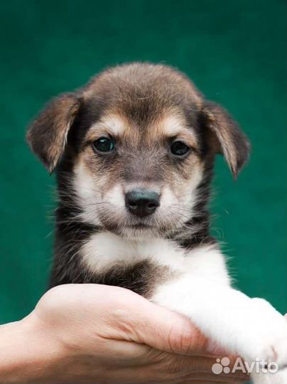 Хорошенькая девчоночка 1.5 месяца бесплатно