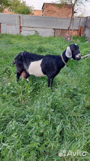 Козы англонубийские