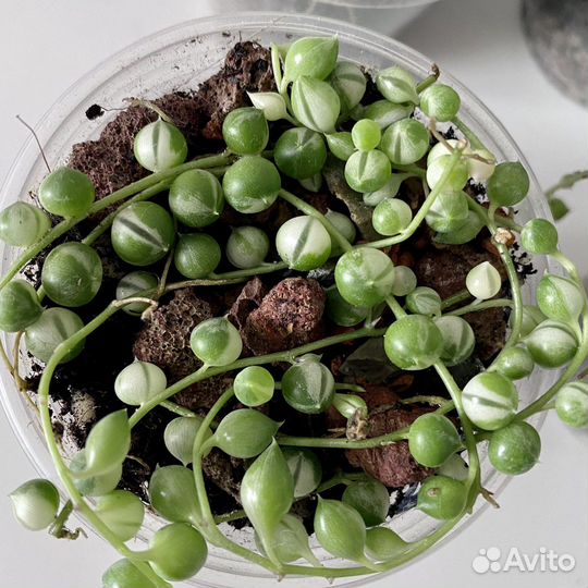 Крестовник Роули вариегатный, Оттона