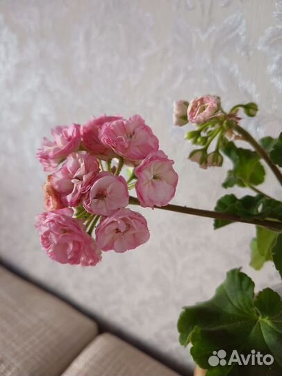 Пеларгония анна жанет