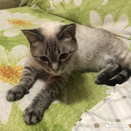 Кошка в дар бесплатно