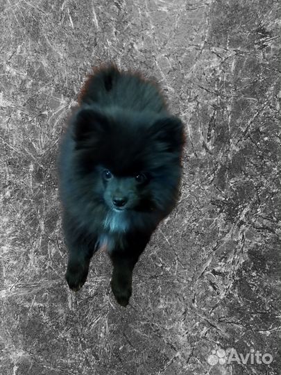 Щенки шпица