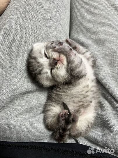 Котенок в добрые руки