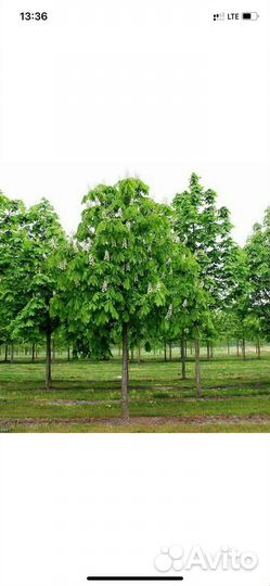 Саженцы каштана