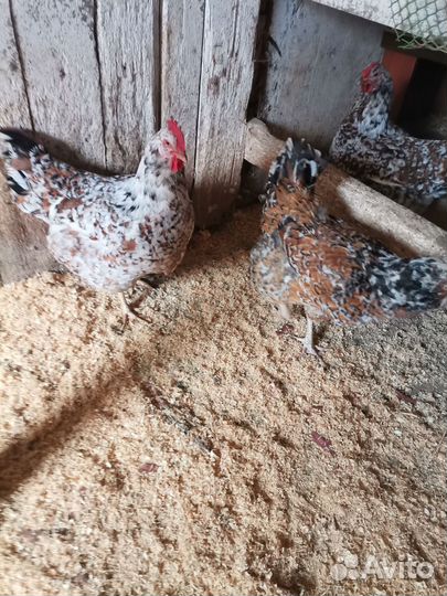 Помет куринный