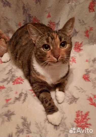 Гладкошерстная молодая кошечка