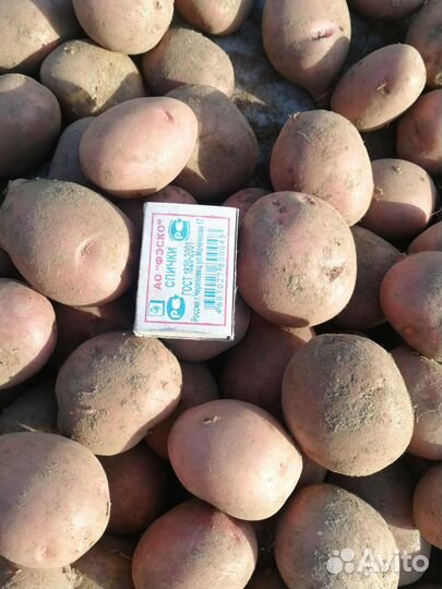 Продам мелкий картофель