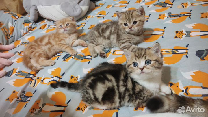 Кошки шотландцы