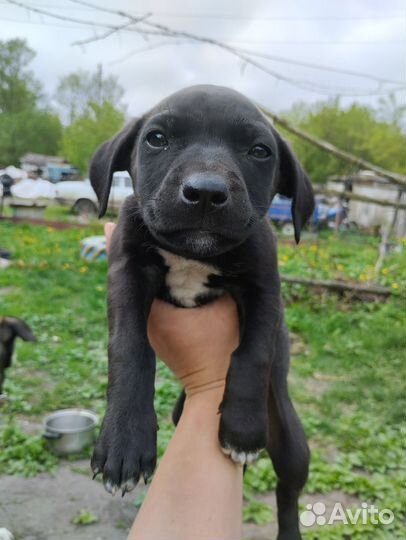 Смесь с питбулем отдам в добрые руки