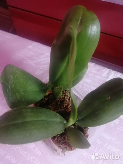 Орхидея фаленопсис