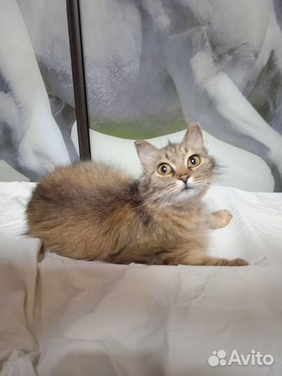 Кошечка, в добрые руки