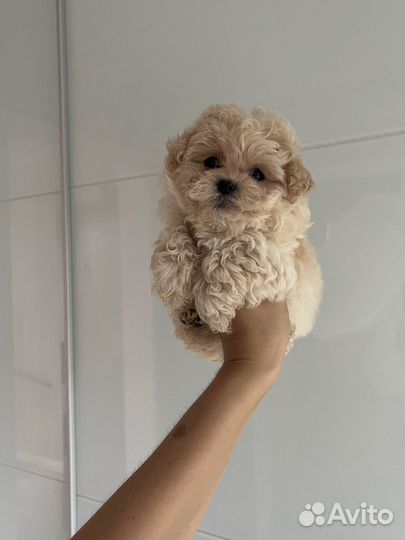 Мальтипу ф1 micro микро мальчик Жемчуг/беж