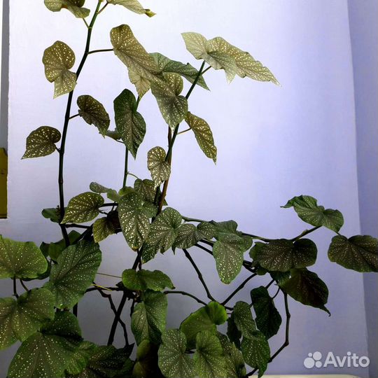 Королевская бегония