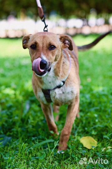 Маленькая собака в дар