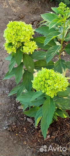 Гортензия BG