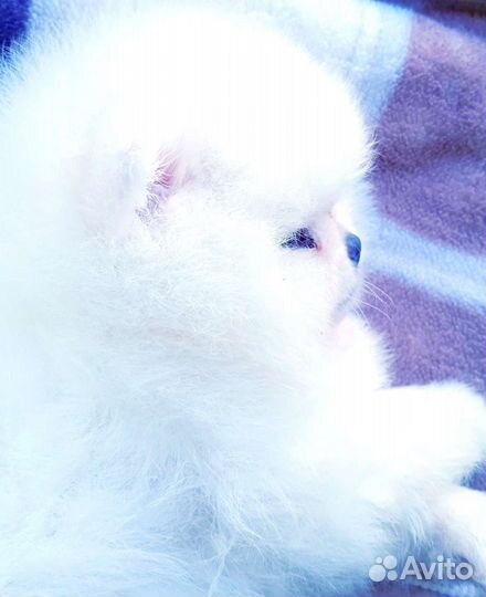 Померанский шпиц