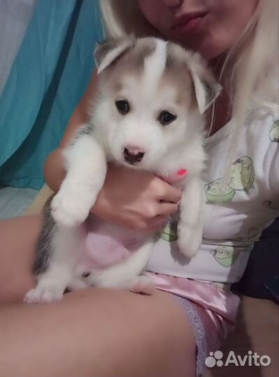 Щенки сибирской хаски мальчик