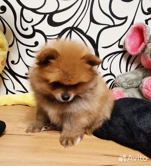 Собаки щенки