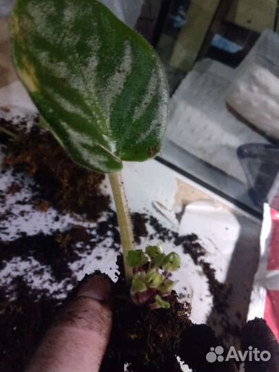 Цветы. Толстянка, фиалки, финики, алоэ