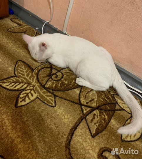 Пропадает котик