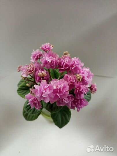 Сортовые фиалки мини