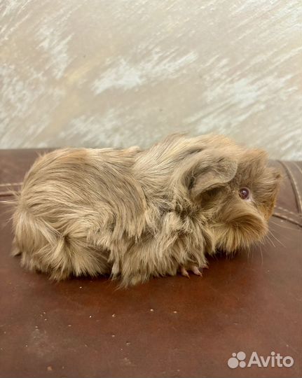 Перуанская морская свинка