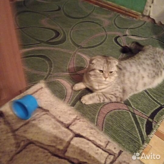 Ищем жениха