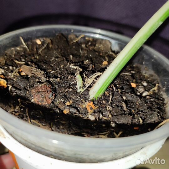 Монстера вариегатная alba