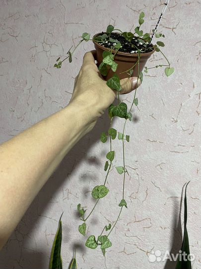 Фикус,Колеусы, Гиппеаструм,Зеферантус