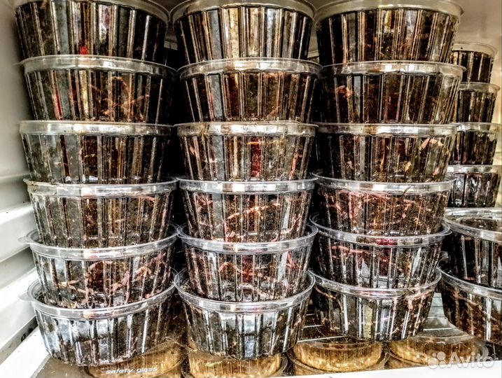 Прикормка для рыбалки, без выходных