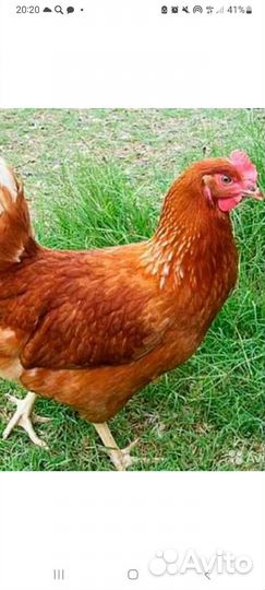 Куры несушки ломан браун