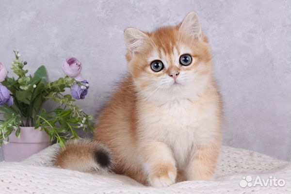 Британский мальчик Зурбаган. Золотая шиншилла