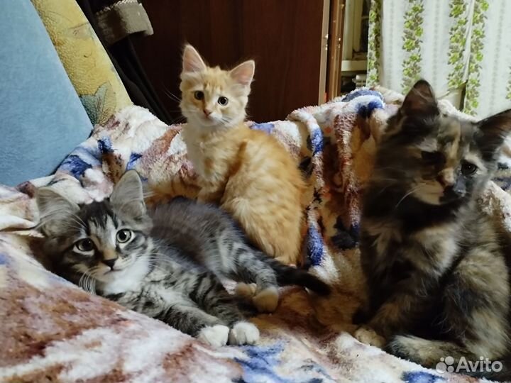 Отдам бесплатно