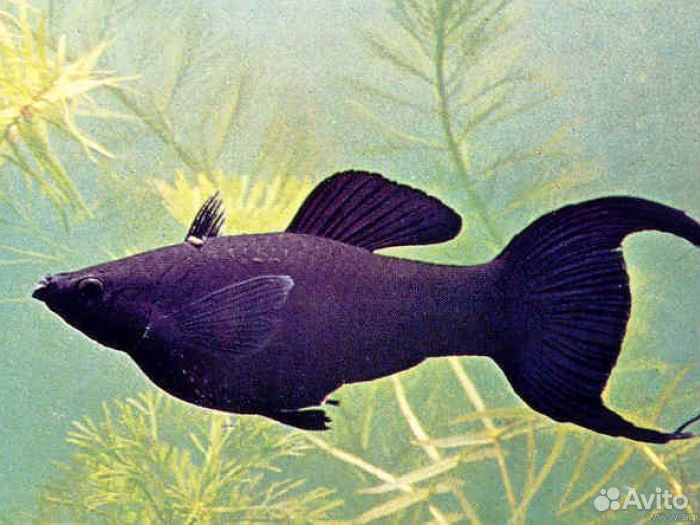 Питомник аквариумных рыб