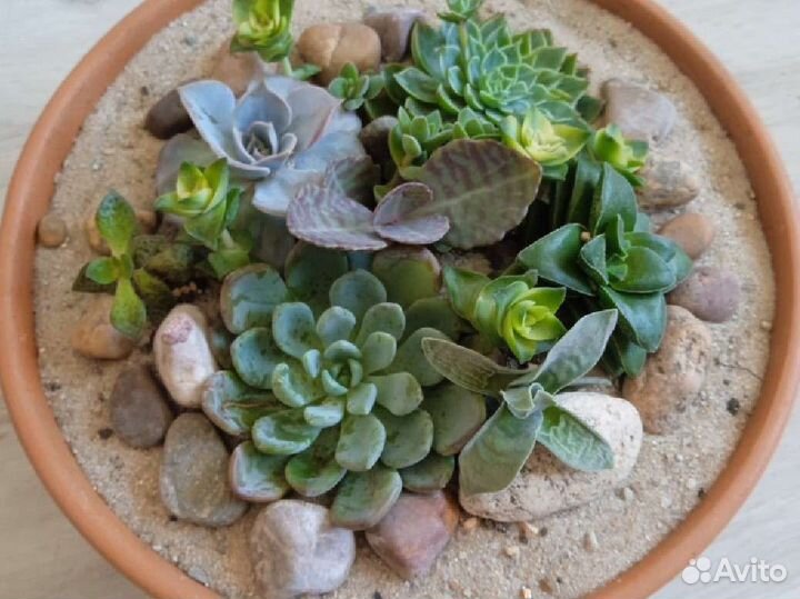 Кактусы и суккуленты