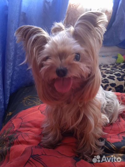 Передержка собак