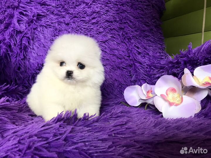 Белые помы, мишки, доставка
