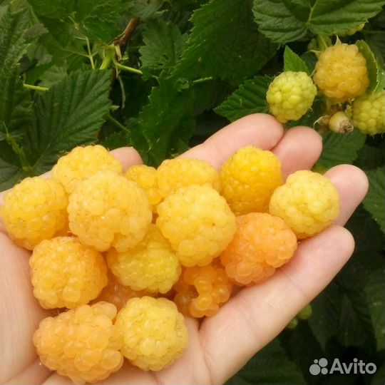 Желтая малина