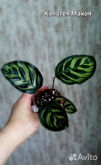 Комнатные цветы