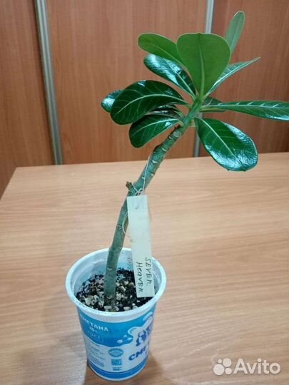 Комнатные цветы адениум