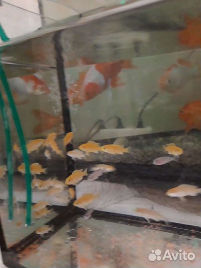 Малавийские цихлиды лабидохромис еллоу